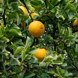 Poncirus trifoliata - Oranger trifolié - Citronnier épineux