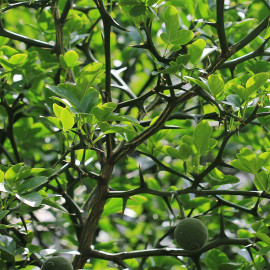 Poncirus trifoliata - Oranger trifolié - Citronnier épineux