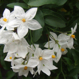 Solanum jasminoides 'Blanc' - Morelle faux-jasmin grimpante
