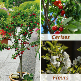 Cerisier nain 'Sylvia' - Prunus cerasus 'Sylvia' spécial pot