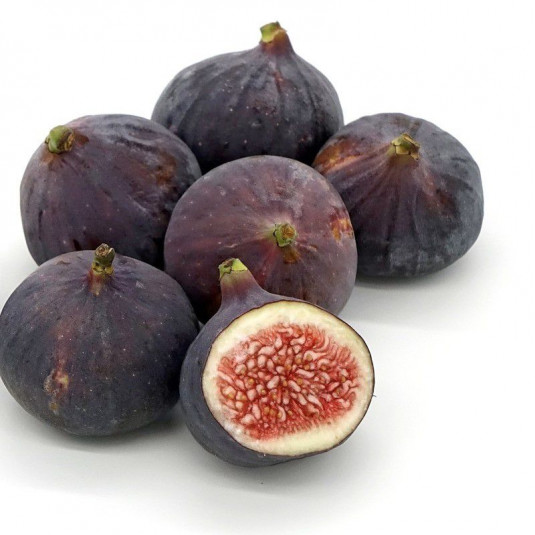 Ficus carica 'Ronde de Bordeaux' - Figuier à fruits violets - Figue