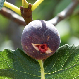 Ficus carica 'Ronde de Bordeaux' - Figuier à fruits violets - Figue