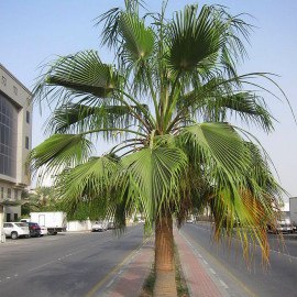 Washingtonia filifera - Palmier à jupon de Californie