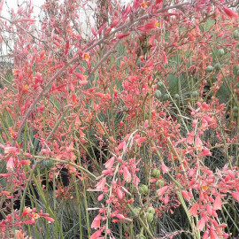Hesperaloe parviflora - Faux-Yucca à fleurs roses