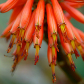 Aloé melanacantha - Aloes Cactus