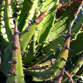Aloé melanacantha - Aloes Cactus