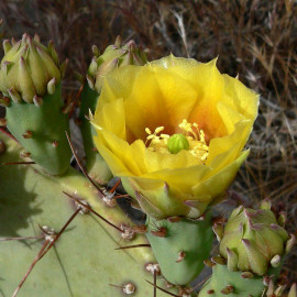 Opuntia engelmannii 'Rastrera' - Oponce rustique - Cactus compact