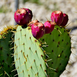 Opuntia engelmannii 'Rastrera' - Oponce rustique - Cactus compact
