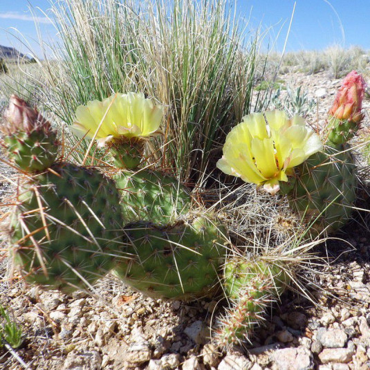 Opuntia 'Polyacantha' - Oponce à petits Cladodes - Cactus nain