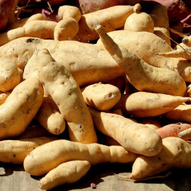 Ipomoea batatas 'Erato® white' - Patate douce à chair blanche