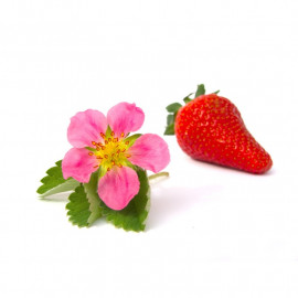 Fragaria ananassa 'Camara'® F1 à fleurs roses - Fraise