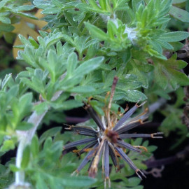 Bidens ferulifolia - Bidens à feuilles de férule