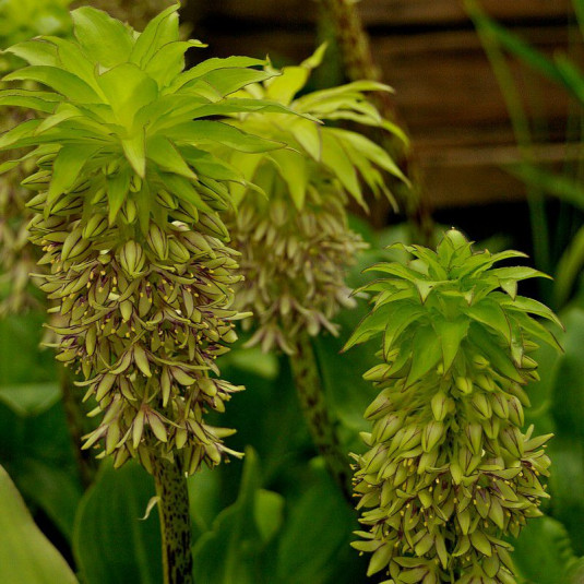 Eucomis bicolor - Fleur ananas bicolore - Eucomide