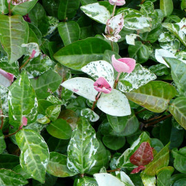 Trachelospermum asiaticum 'Tricolor' - Jasmin étoilé nain tricolore