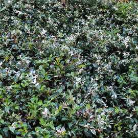 Trachelospermum asiaticum 'Tricolor' - Jasmin étoilé nain tricolore