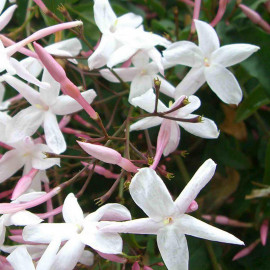 Jasminum officinalis 'Affine' - Jasmin officinal à thé parfumé