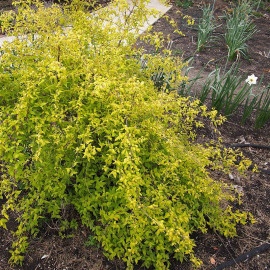 Kolkwitzia amabilis 'Maradco' - Buisson de beauté doré