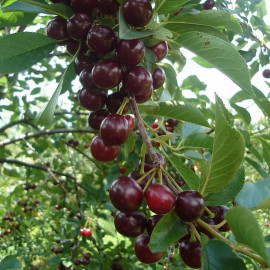 Prunus cerasus 'Oblaczynska' - Cerises noires - Cerisier Oblacinska