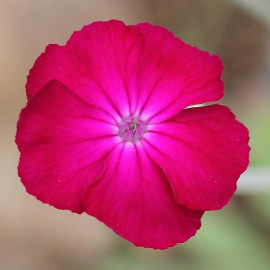 Lychnis coronaria 'Atrosanguinea' - Coquelourde des jardins rouge
