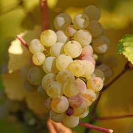 Vitis vinifera 'Muscat d'Alexandrie' *ZPd4 - Vigne Malaga - Raisin de table jaune