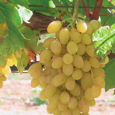 Vitis vinifera 'Centennial Seedless' *ZPd4 - Vigne à Raisin long sans pépins