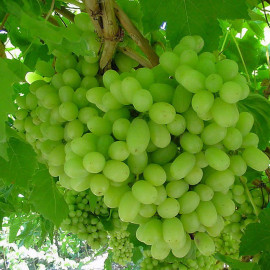 Vitis vinifera 'Centennial Seedless' *ZPd4 - Vigne à Raisin long sans pépins