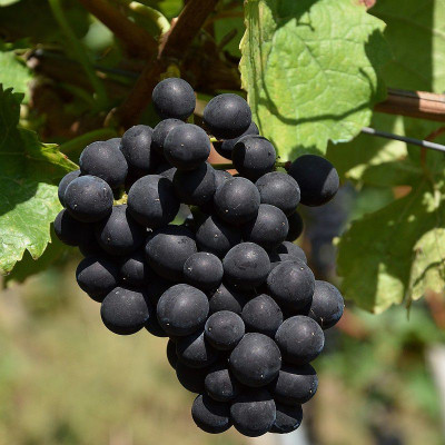 Vitis vinifera 'Alphonse Lavallée' *ZPd4 - Vigne de table - Raisin noir
