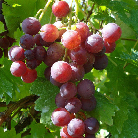 Vitis vinifera 'Cardinal' *ZPd4 - Vigne de table grimpante - Raisin rose