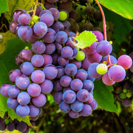 Vitis vinifera 'Cardinal' *ZPd4 - Vigne de table grimpante - Raisin rose