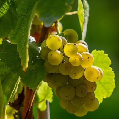 Vitis vinifera 'Exalta' *ZPd4 - Vigne grimpante - Raisin de table sans pépins