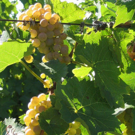 Vitis vinifera 'Exalta' *ZPd4 - Vigne grimpante - Raisin de table sans pépins