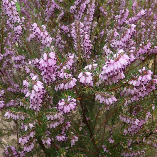 Erica arborea 'Mediterranea' - Bruyère arbustive de Méditerranée