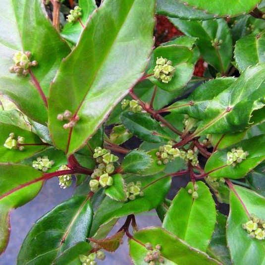 Helwingia chinensis 'Broadleaf form' - Helwingie de Chine à feuilles larges