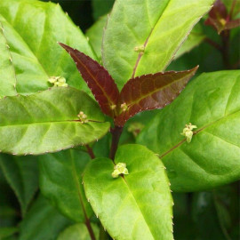 Helwingia chinensis 'Broadleaf form' - Helwingie de Chine à feuilles larges