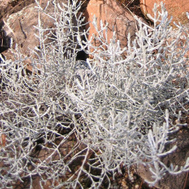 Leucophyta brownii - Calocephalus de Brown - Leucophyte argenté