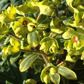 Euphorbia martini 'Ascot Rainbow'® - Euphorbe tricolore