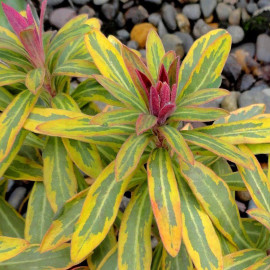 Euphorbia martini 'Ascot Rainbow'® - Euphorbe tricolore