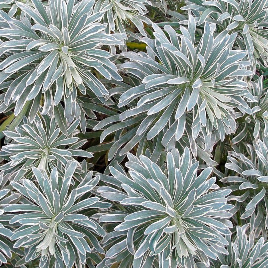 Euphorbia 'Glacier Blue'® - Euphorbe panachée bleue