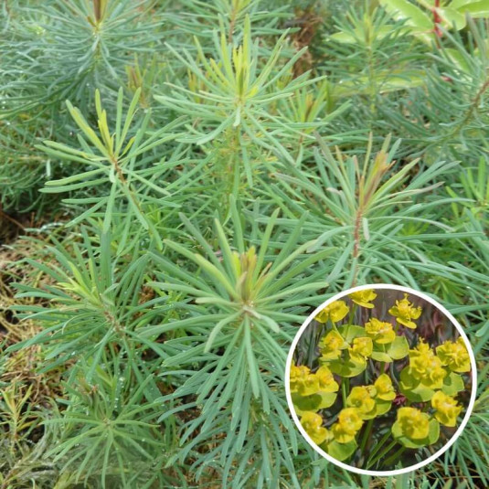 Euphorbia cyparissias 'Clarice Howard' - Euphorbe petit cyprès couvre-sol