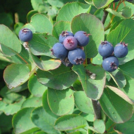 Amelanchier alnifolia 'Prince William' - Amelanchier à gros fruits