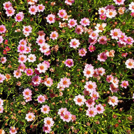 Coreopsis TwinkleBells® 'Pink' - Coreopside rose