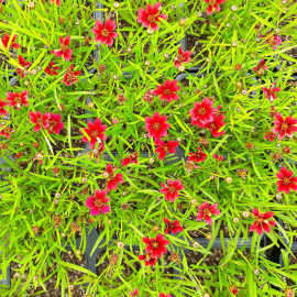 Coreopsis TwinkleBells® 'Red' - Coreopside rouge