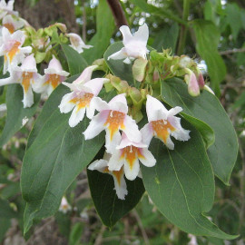 Dipelta yunnanensis - Dipelta du Yunnan