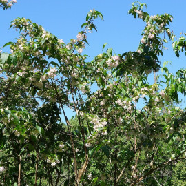Dipelta yunnanensis - Dipelta du Yunnan