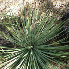 Yucca whipplei - Hesperoyucca bleu