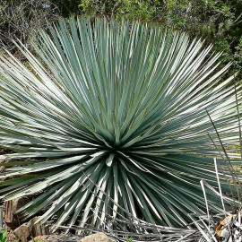 Yucca whipplei - Hesperoyucca bleu