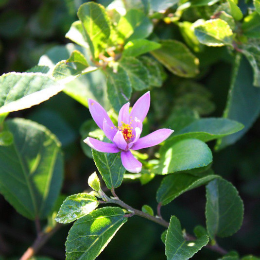 Grewia robusta - Raisin du Karoo