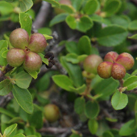 Grewia robusta - Raisin du Karoo