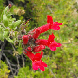 Galvezia speciosa - Muflier de Bush Island