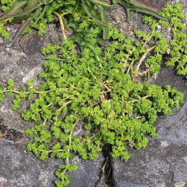 Herniaria glabra - Turquette - Millegraine - Herniaire glabre